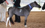 Miniature Horse Stallion on HorseYard.com.au (thumbnail)