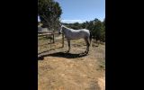 Pure bred Arabian mare on HorseYard.com.au (thumbnail)