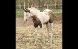 Triple rego grulla tovero colt on HorseYard.com.au (thumbnail)