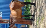 Stockhorse mare on HorseYard.com.au (thumbnail)
