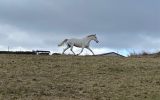 Stunning mare on HorseYard.com.au (thumbnail)