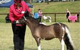 AMPS/APSB Buckskin - in foal - must go south/west on HorseYard.com.au (thumbnail)