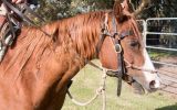 Quarter Horse Mare, Rosas Para Jacqui on HorseYard.com.au (thumbnail)