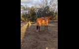 Smart quiet TB gelding on HorseYard.com.au (thumbnail)