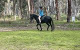 Beautiful Steel Grey registered Welsh X Aus pony on HorseYard.com.au (thumbnail)
