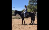 Black ASH Gelding on HorseYard.com.au (thumbnail)