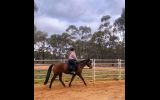 dual registered Qtr/paint. DOB: 8/12/16 . Bay Gelding, approx. 15.1 hh. on HorseYard.com.au (thumbnail)