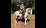 Arabian Riding Pony 7yo - 14.3hh Excalibur Park Roxtar on HorseYard.com.au (thumbnail)