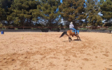 Woodstock Sergeant - Stunning Australian Sock Horse Gelding 11yo Buckskin - Joey on HorseYard.com.au (thumbnail)