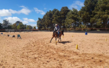 Woodstock Sergeant - Stunning Australian Sock Horse Gelding 11yo Buckskin - Joey on HorseYard.com.au (thumbnail)