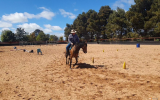 Woodstock Sergeant - Stunning Australian Sock Horse Gelding 11yo Buckskin - Joey on HorseYard.com.au (thumbnail)