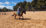 Woodstock Sergeant - Stunning Australian Sock Horse Gelding 11yo Buckskin - Joey on HorseYard.com.au (thumbnail)