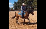 Woodstock Sergeant - Stunning Australian Sock Horse Gelding 11yo Buckskin - Joey on HorseYard.com.au (thumbnail)