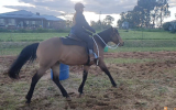 Woodstock Sergeant - Stunning Australian Sock Horse Gelding 11yo Buckskin - Joey on HorseYard.com.au (thumbnail)