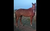 Companion Horse on HorseYard.com.au (thumbnail)