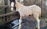 Weanling Filly on HorseYard.com.au (thumbnail)