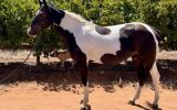 Pretty Warmblood Cross Filly on HorseYard.com.au (thumbnail)