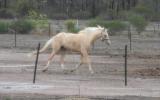 Palomino filly with bling on HorseYard.com.au (thumbnail)