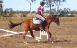 Competitive childs mount- Jump, event, dressage, show on HorseYard.com.au (thumbnail)