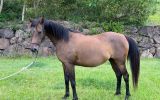 Brown Arabian mare on HorseYard.com.au (thumbnail)