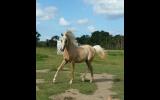 Palomino filly on HorseYard.com.au (thumbnail)