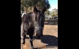 Stunning Black Pony on HorseYard.com.au (thumbnail)