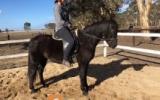 Stunning Black Pony on HorseYard.com.au (thumbnail)