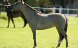 Miniature Horse Mare Full American Buckskin on HorseYard.com.au (thumbnail)