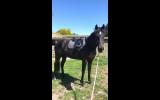 3yo WB Mare for sale on HorseYard.com.au (thumbnail)