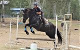 Gentle, responsive registered Percheron Warmblood Gelding  on HorseYard.com.au (thumbnail)