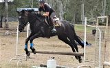 Gentle, responsive registered Percheron Warmblood Gelding  on HorseYard.com.au (thumbnail)