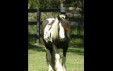 UK Imported Gypsy Cob Vanner Mare on HorseYard.com.au (thumbnail)