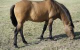 Friendly Bay Dun Gelding on HorseYard.com.au (thumbnail)