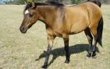 Friendly Bay Dun Gelding on HorseYard.com.au (thumbnail)