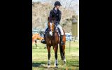 Beautiful All Rounder on HorseYard.com.au (thumbnail)