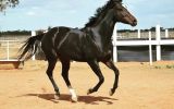 Purrealist x Commands x Encosta Mare on HorseYard.com.au (thumbnail)