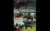 90% Reg Partbred Arab Mare on HorseYard.com.au (thumbnail)