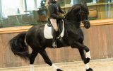 Maddox Is 5 yr old Year Old Friesian Gelding . on HorseYard.com.au (thumbnail)