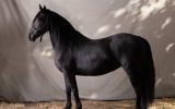 Perfectly Trained Friesian (Registered Fresian Sport Horse) on HorseYard.com.au (thumbnail)