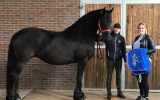 Healthy Friesian Mare on HorseYard.com.au (thumbnail)