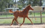 Trying to find - Lauries As 2015 gelding on HorseYard.com.au (thumbnail)