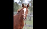 Trying to find - Lauries As 2015 gelding on HorseYard.com.au (thumbnail)