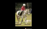 Perfect kid pony on HorseYard.com.au (thumbnail)