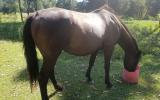 Stunning Black Warmblood Mare on HorseYard.com.au (thumbnail)