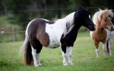 Outstanding Miniature horse mare - by Imported sire on HorseYard.com.au (thumbnail)