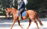 QH MARE on HorseYard.com.au (thumbnail)