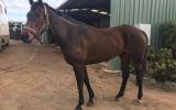 Potential Moshe broodmare  on HorseYard.com.au (thumbnail)