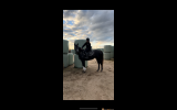 Mosi Oa Tunya on HorseYard.com.au (thumbnail)