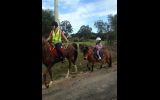 Mr Mack Miniature Pony - ridden or cart. on HorseYard.com.au (thumbnail)
