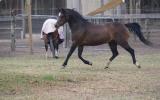 Exquisite Welsh A Yearling gelding. Super show/Harness prospect on HorseYard.com.au (thumbnail)